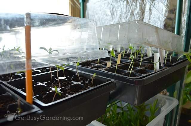 Opened seed tray lids for ventilation