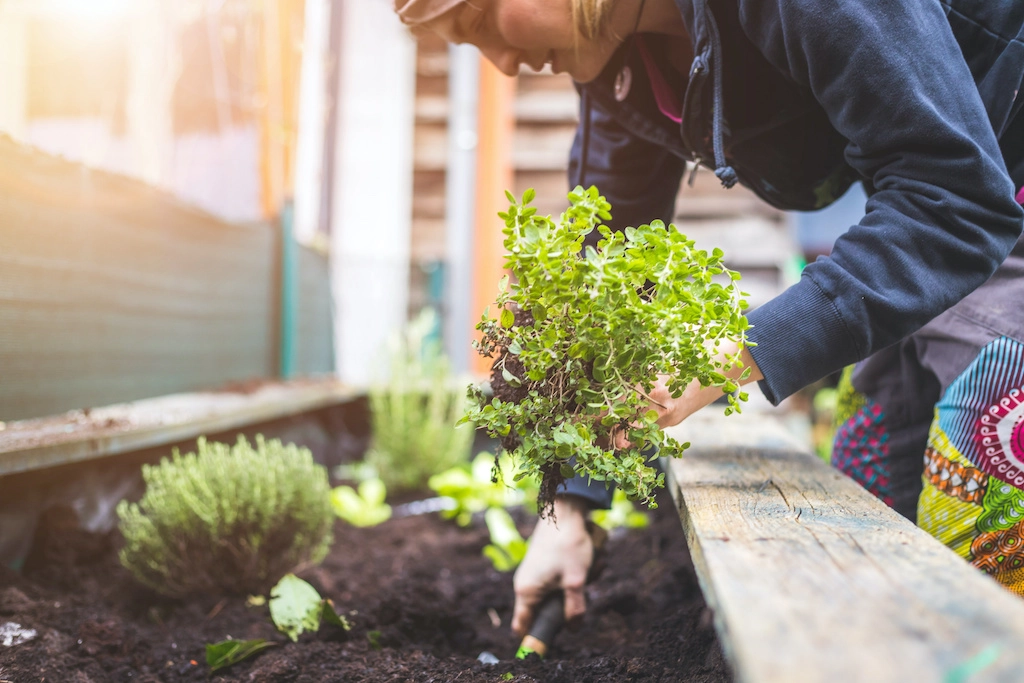 Gardening For Mental & Physical Wellness