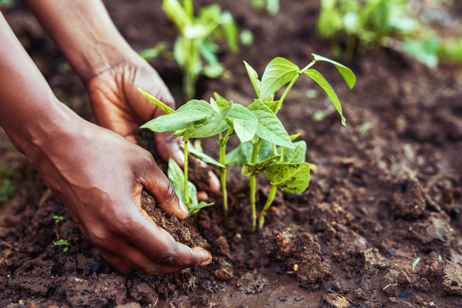 Gardening For Environment